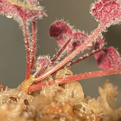 Sonerila dongnathamensis [LA]