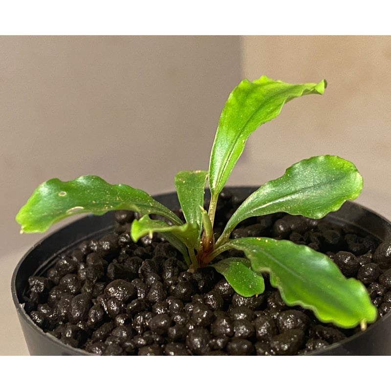 Bucephalandra sp.Rainbowshine （ブセファランドラ sp