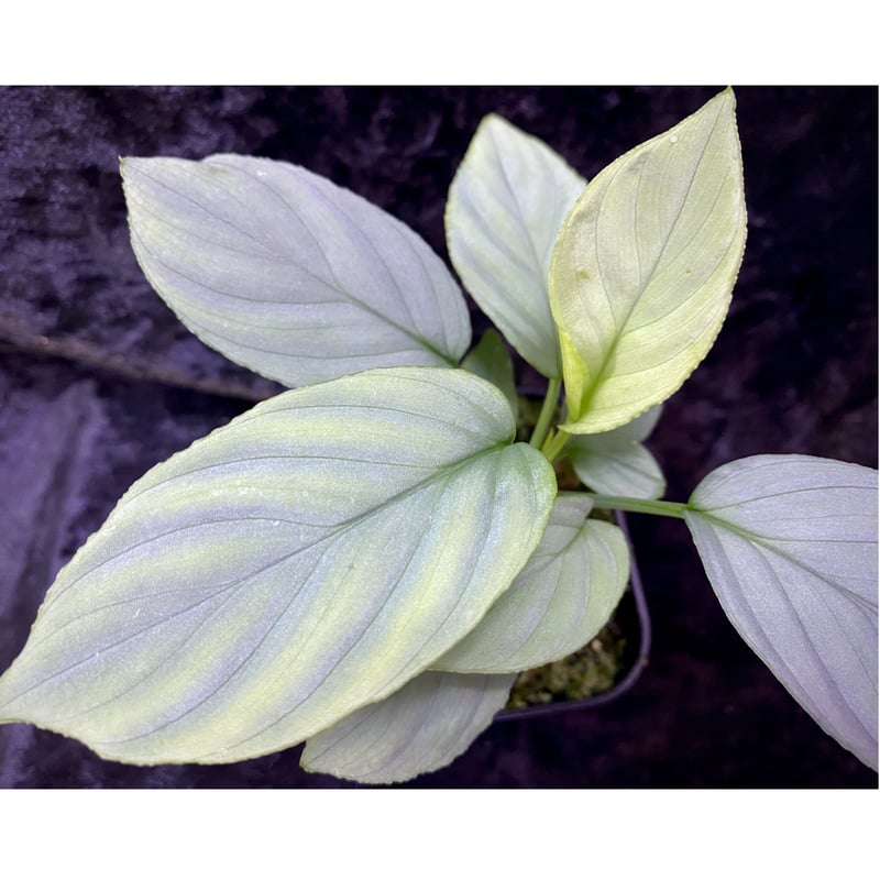 Homalomena cf. humilis from Sumatera Barat [LA0