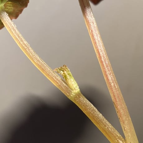 Begonia variabilis from Dabong [TK150717]