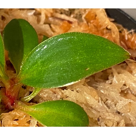 Philodendron sp. "Red Congo Compacta" ②