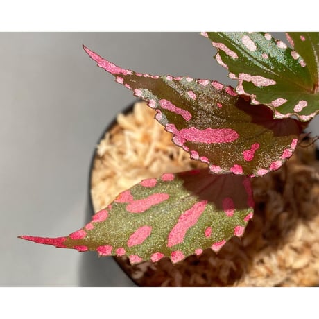 Begonia sp. ぼっち株 from Julau [R1214-01b]