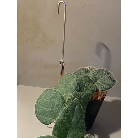 Ficus sp. from Selangor