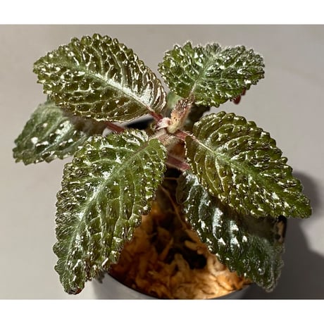 Nautilocalyx sp. 伊藤蟻植物農園