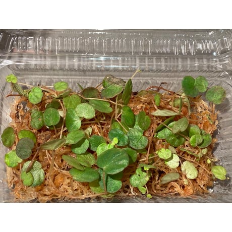 Begonia lichenora (sp.Mini) from Kalimantan Sarawak border [LA]