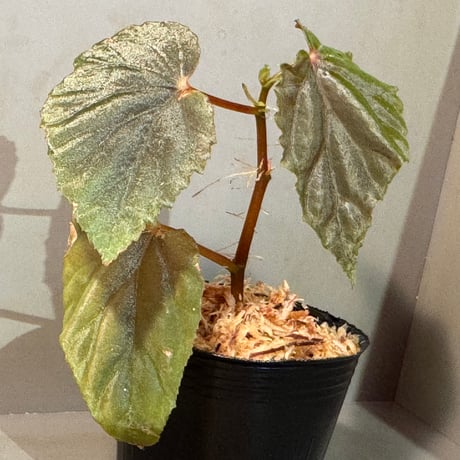 Begonia sp. from Kapuas hulu