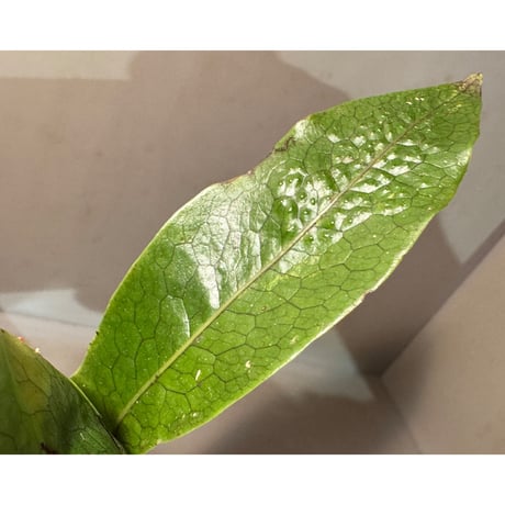 Microsorum linguiforme from South sumatera