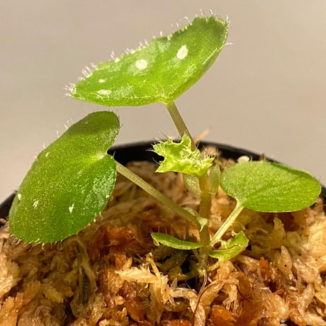 Begonia sp. from Rahad Datu [TK081116-1]