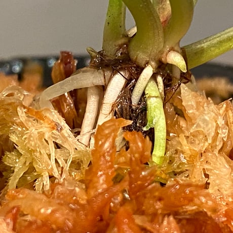Cryptocoryne nurii "Lga-6" Pulau Lingga [HW0622-11]