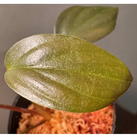 Homalomena sp. "Light Blue Silver" from Kepulauan Riau ②