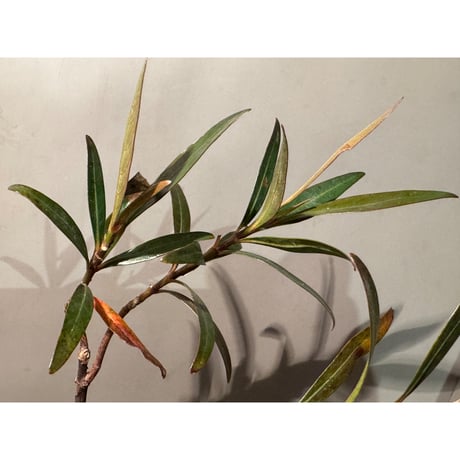 Mi Nuong Tree from Phu Yen Vietnam ①