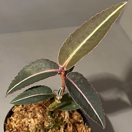 Labisia pumila from Nanga Assam