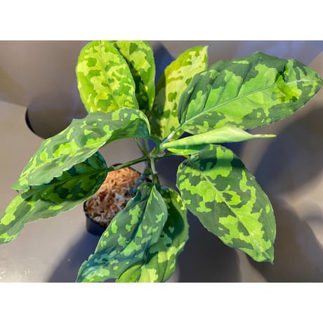 Aglaonema pictum GW1410 from Padang sidempuan [TB]