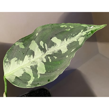 Aglaonema pictum A "しるば〜らいん" from Aceh sumatera [LA1118-05b]