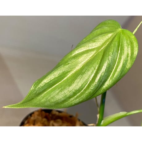 Philodendron sp. from Iquitos Peru [tanakay]