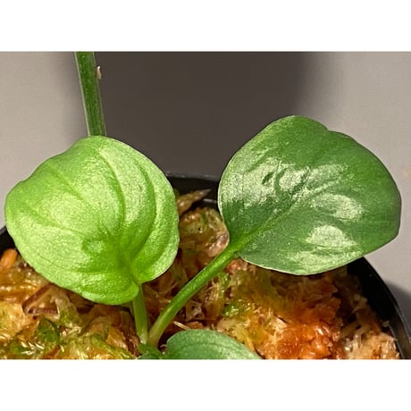 Homalomena sp. "Kayu Lapis" White Kal-barat [TB]