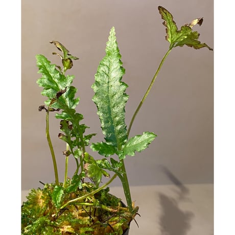Bolbitis sp. from Siberut [LA]