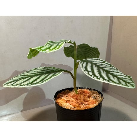 Labisia sp. from Vietnam