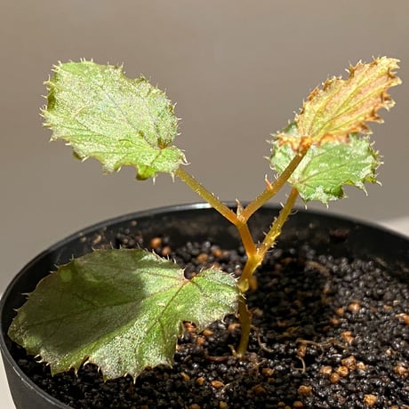 Begonia beccarii from Bau Sarawak