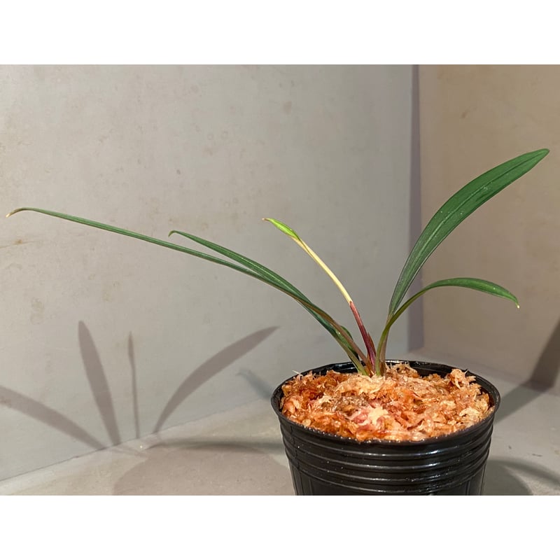 Burttianthus velutandrus Bintulu TB便　タグ付 Burttianthus velutandrus (旧 Aridarum caulescens