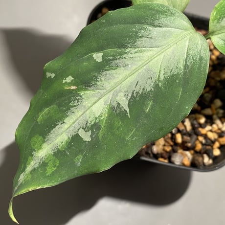 Aglaonema pictum tricolor from Aceh sumatera [LA0913-M2]