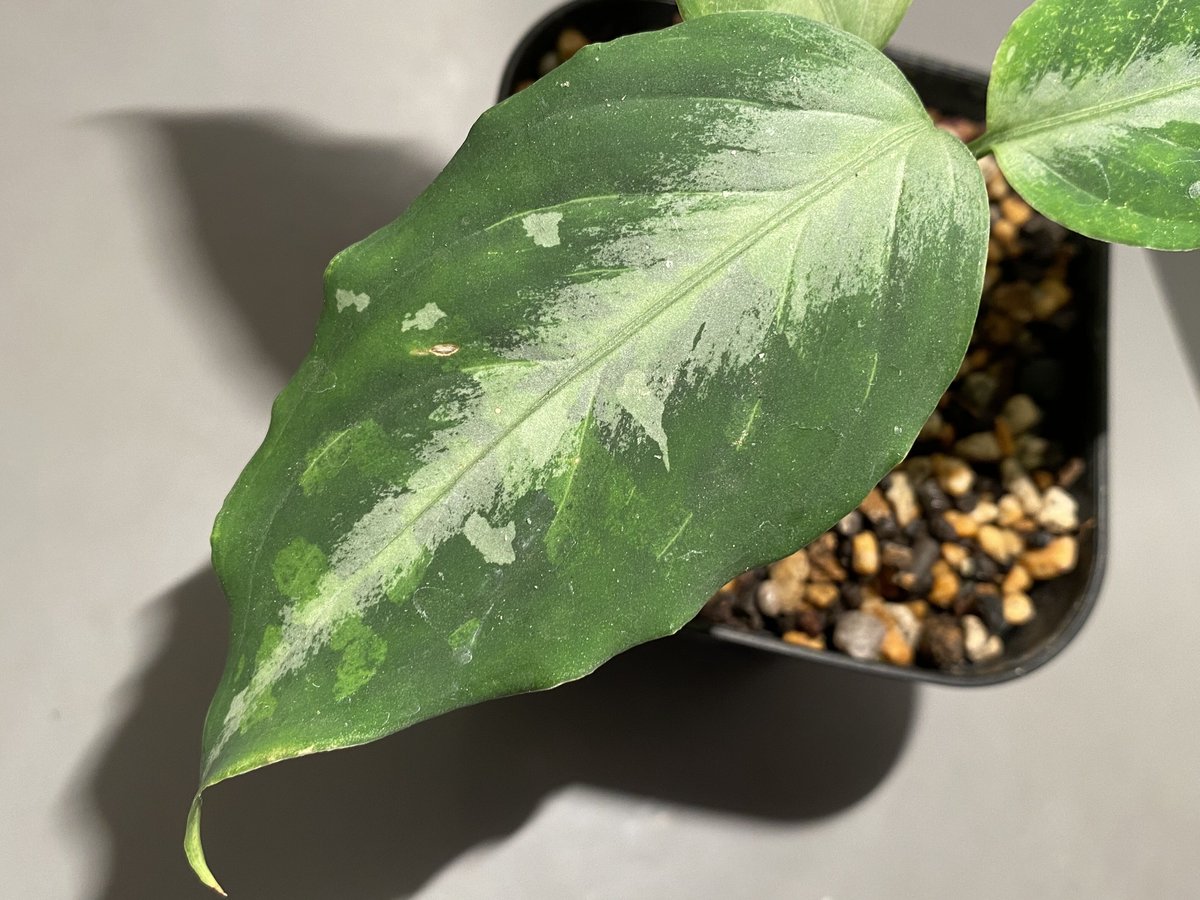 h*)様 Aglaonema pictum （白鯨）Aceh sumatera Aglaonema pictum tricolor from Aceh sumatera [L