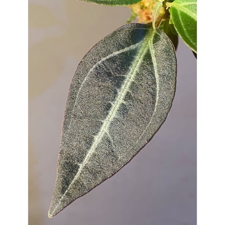 Pachycentria sp. from Selangor