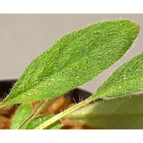 Codonoboea sp. from Sumatera barat [LA0317-01]