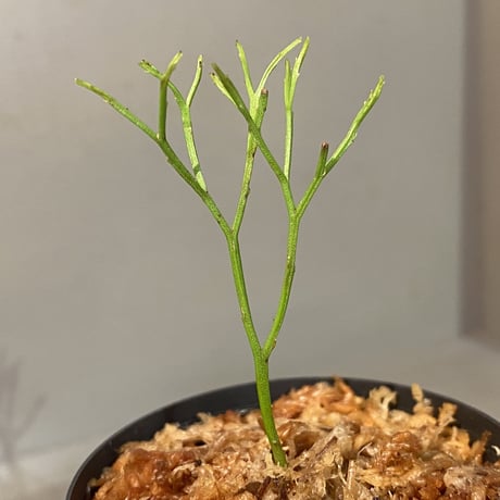 Psilotum nudum Phatthalung Southern Thailand