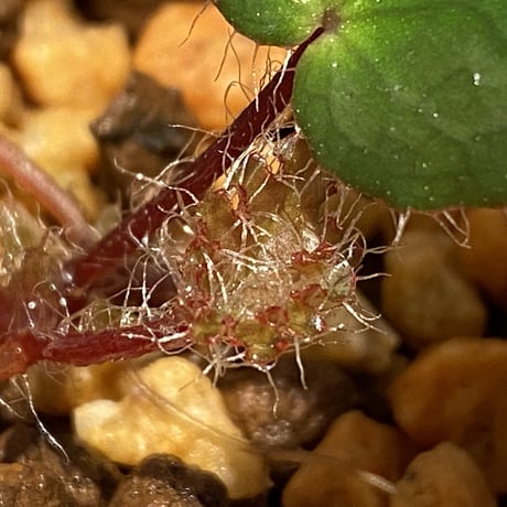Begonia cf. ferox from Cao Bang [YH040519BK] TK