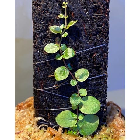 Ficus sp. from Aceh sumatera [LA0616-04]