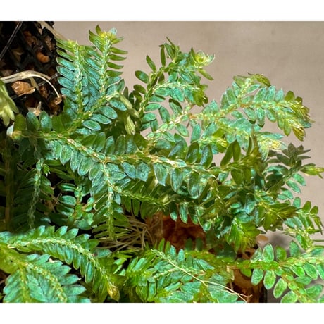 Selaginella willdenowii