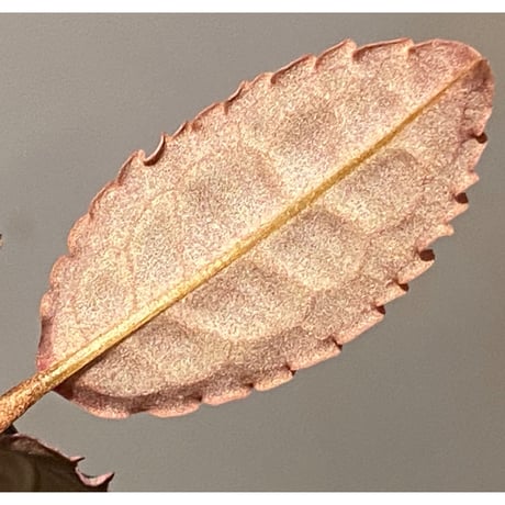 Emblemantha urnulata (Labisia sp.) from Riau sumatera [LA0815-01]