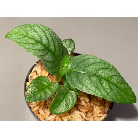 Ophiorrhiza? sp. "Kab. Sanggau" Kal barat [TB]
