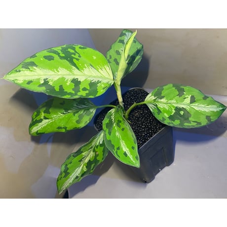 Aglaonema pictum "マルチカラー白玉" D.F.S from Sumatera barat [AZ0912-1]