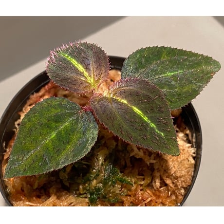 Sonerila sp. from Thailand [Asiatic Green]