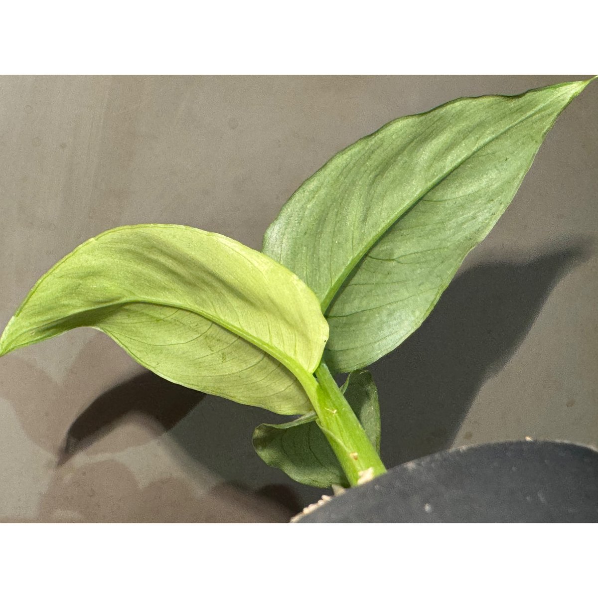Schismatoglottis sp. from Kapuas hulu Kalimanta
