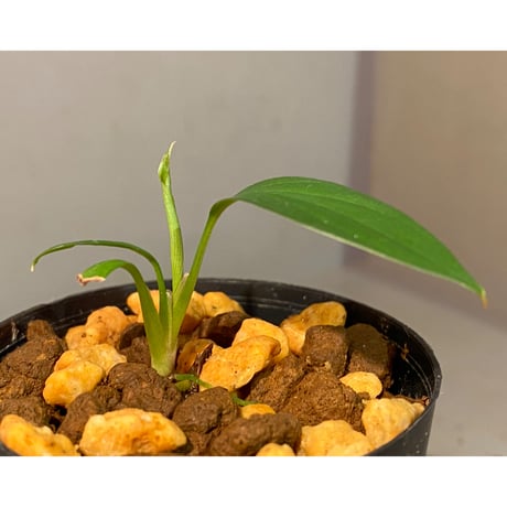 Homalomena sp. from Kuala Balah [TK270316]