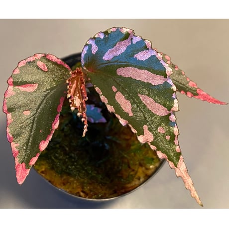 Begonia sp. ぼっち株 from Julau [R1214-01b]