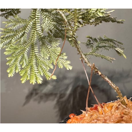 Selaginella sp. from Landak West Kalimantan