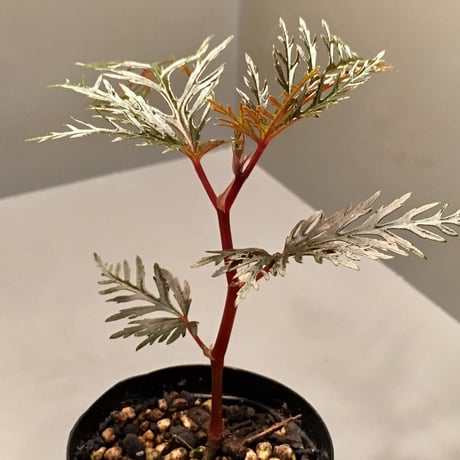 Begonia bipinnatifida from Indonesia