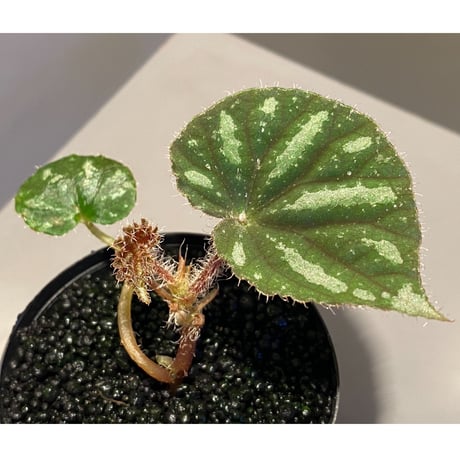 Begonia sp. from Cao Bang [YH251019] TK