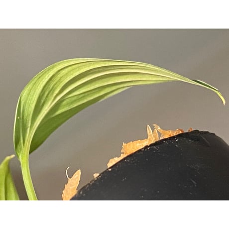 Homalomena sp. from Kuala Balah [TK270316]