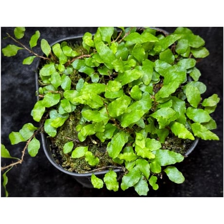 Microgramma heterophylla 伊藤蟻植物農園