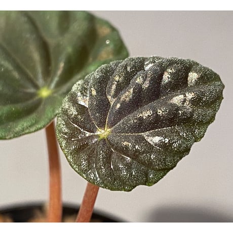 Peperomia meridiana from Ecuador [tanakay]