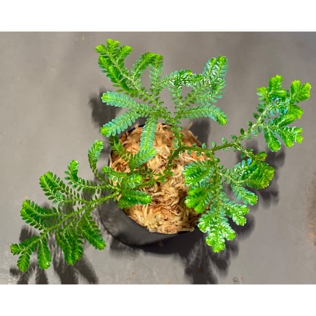 Selaginella willdenowii 伊藤蟻植物農園