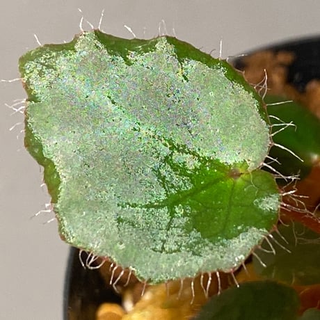 Begonia cf. ferox from Cao Bang [YH040519BK] TK