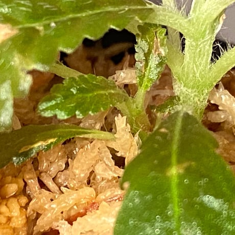 Nautilocalyx pemphidius