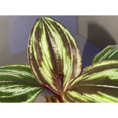 Spatholirion sp. from Guangxi