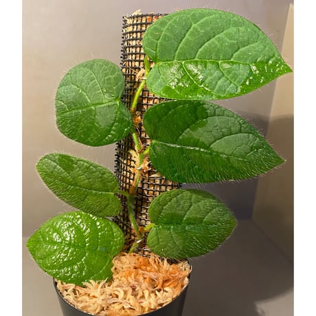 Ficus sp. "Nanga pinoh" [TB]